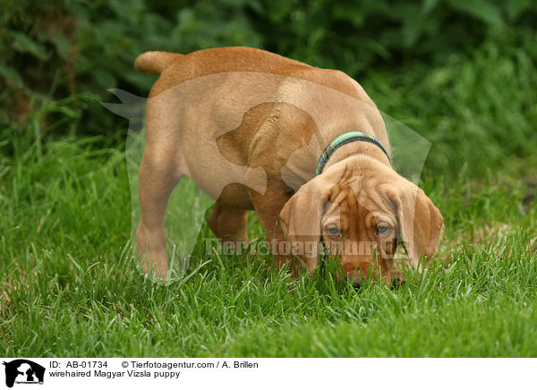 wirehaired Magyar Vizsla puppy / AB-01734
