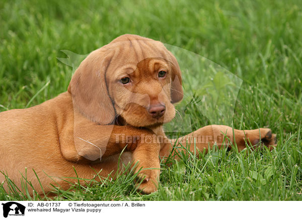 wirehaired Magyar Vizsla puppy / AB-01737