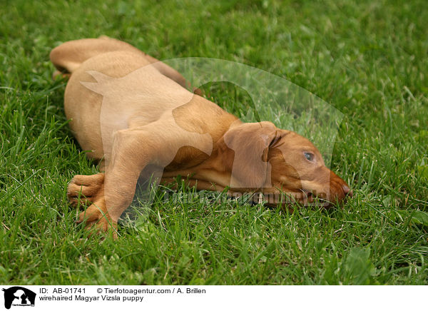 wirehaired Magyar Vizsla puppy / AB-01741