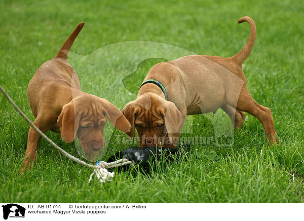 wirehaired Magyar Vizsla puppies / AB-01744