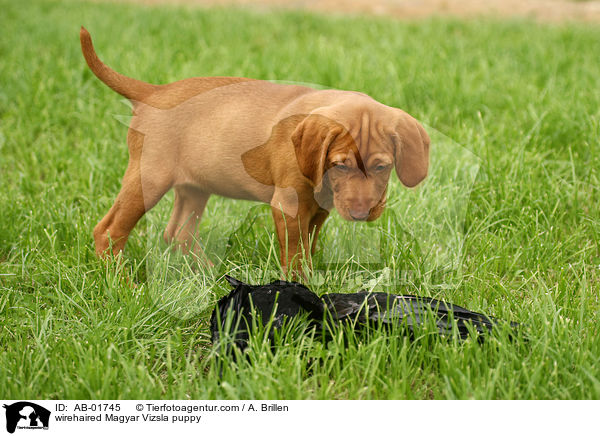 wirehaired Magyar Vizsla puppy / AB-01745