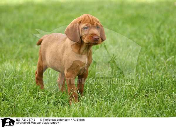 wirehaired Magyar Vizsla puppy / AB-01746