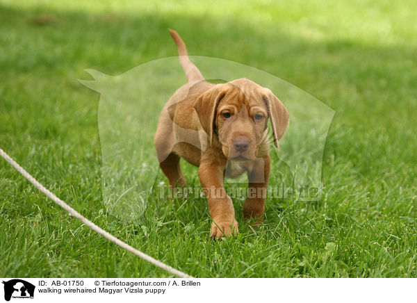 walking wirehaired Magyar Vizsla puppy / AB-01750