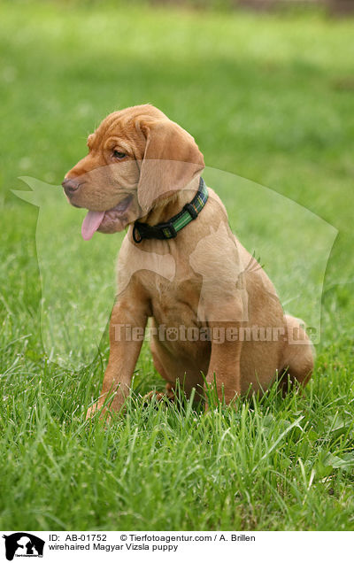wirehaired Magyar Vizsla puppy / AB-01752
