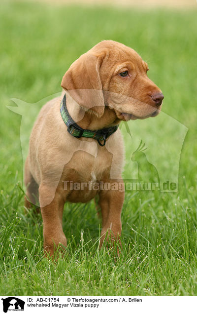 wirehaired Magyar Vizsla puppy / AB-01754