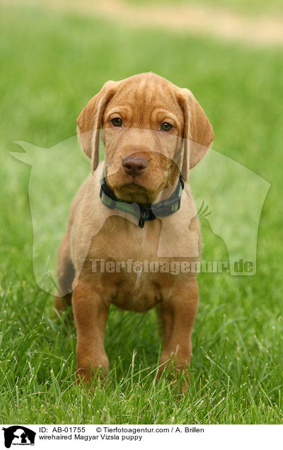 wirehaired Magyar Vizsla puppy / AB-01755