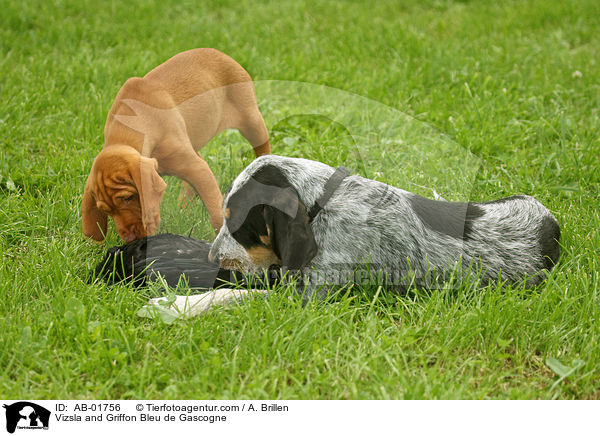 Vizsla und Griffon Bleu de Gascogne / Vizsla and Griffon Bleu de Gascogne / AB-01756