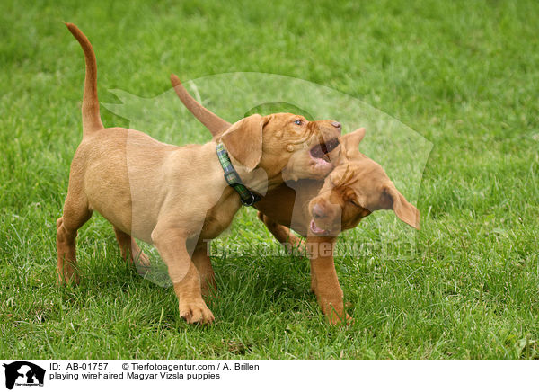 playing wirehaired Magyar Vizsla puppies / AB-01757