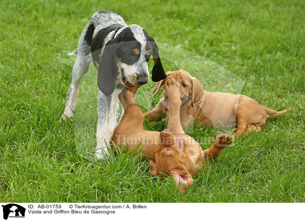 Vizsla und Griffon Bleu de Gascogne / Vizsla and Griffon Bleu de Gascogne / AB-01759