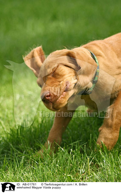 wirehaired Magyar Vizsla puppy / AB-01761