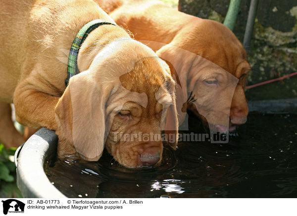 drinking wirehaired Magyar Vizsla puppies / AB-01773