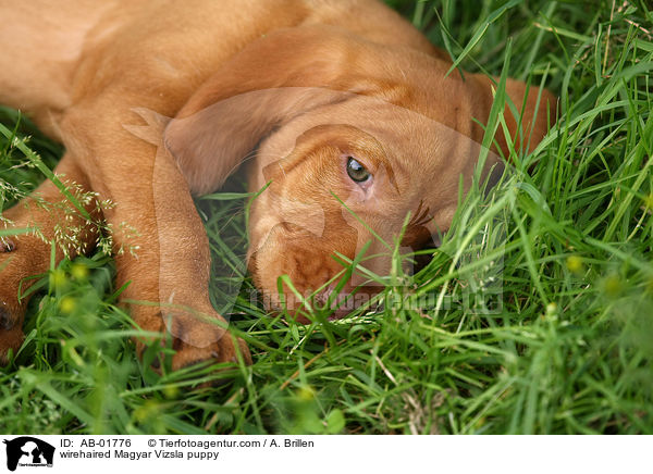 wirehaired Magyar Vizsla puppy / AB-01776