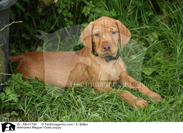 wirehaired Magyar Vizsla puppy / AB-01780