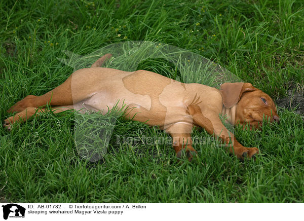sleeping wirehaired Magyar Vizsla puppy / AB-01782