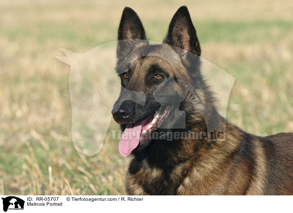 Malinois Portrait / RR-05707