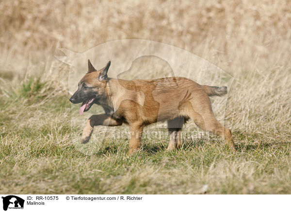 Malinois / Malinois / RR-10575