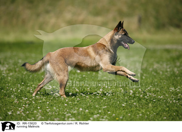 rennender Malinois / running Malinois / RR-15620
