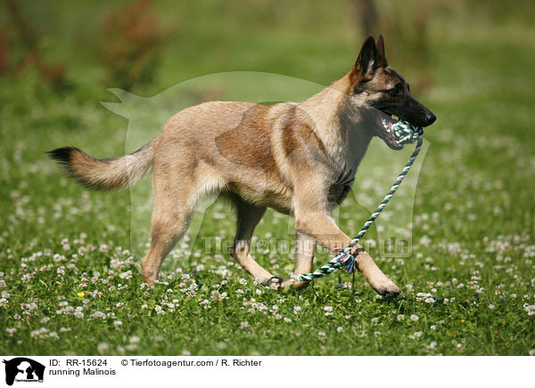rennender Malinois / running Malinois / RR-15624