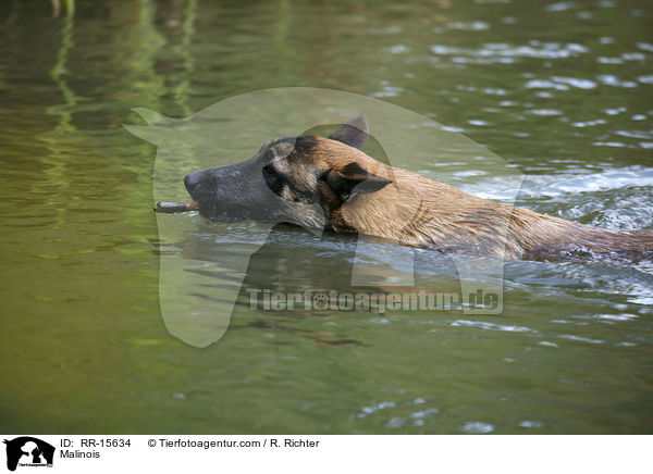 Malinois / Malinois / RR-15634