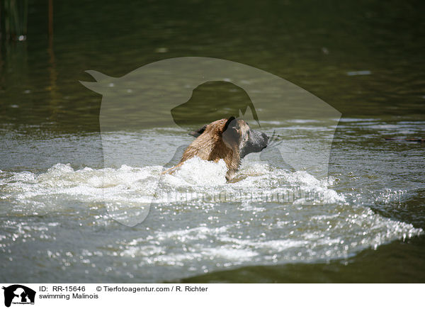 schwimmender Malinois / swimming Malinois / RR-15646