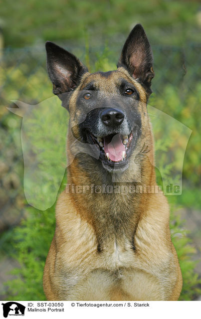 Malinois Portrait / Malinois Portrait / SST-03050