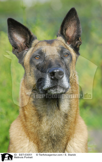 Malinois Portrait / Malinois Portrait / SST-03051