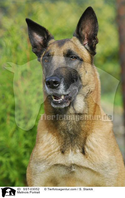 Malinois Portrait / Malinois Portrait / SST-03052