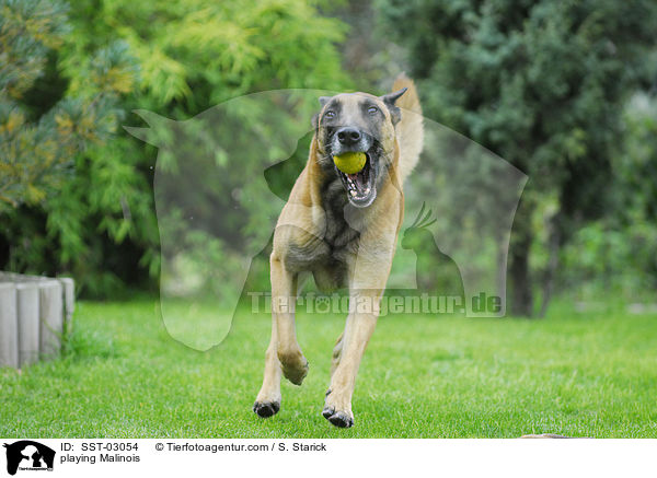 spielender Malinois / playing Malinois / SST-03054