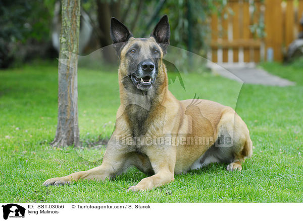 liegender Malinois / lying Malinois / SST-03056
