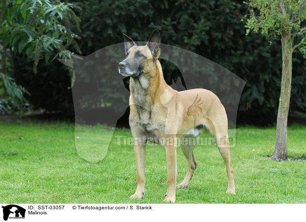Malinois / Malinois / SST-03057