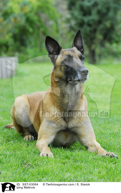 liegender Malinois / lying Malinois / SST-03064
