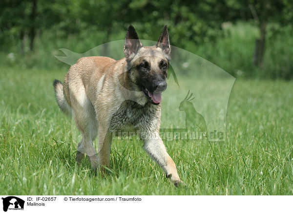 Malinois / IF-02657