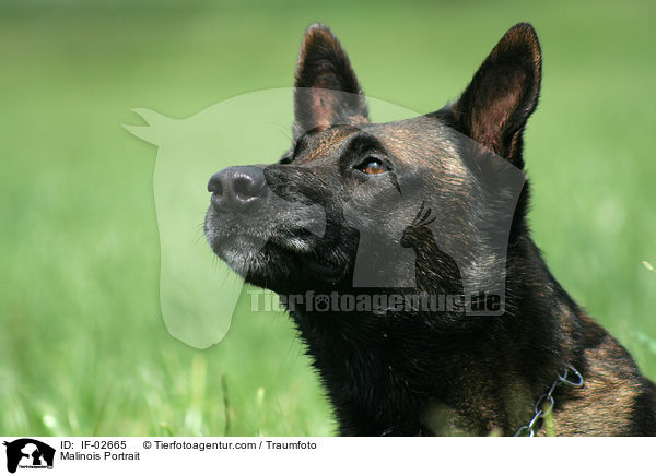 Malinois Portrait / Malinois Portrait / IF-02665