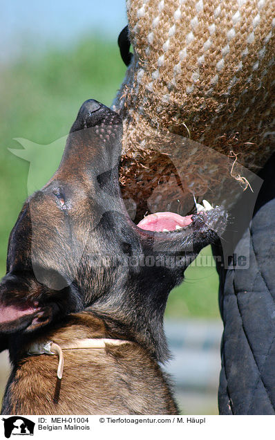 Malinois beim Schutzhundesport / Belgian Malinois / MEH-01004