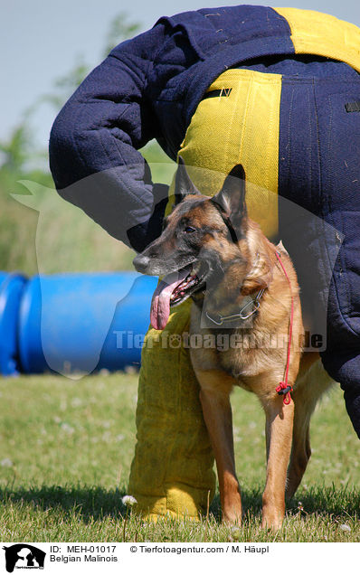 Malinois beim Mondioring / Belgian Malinois / MEH-01017