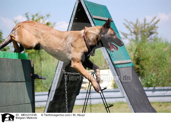 Malinois beim Hundesport / Belgian Malinois / MEH-01036