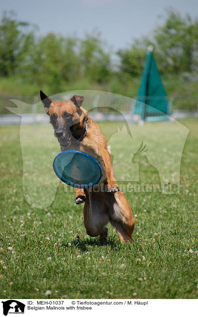 Belgian Malinois with frisbee / MEH-01037