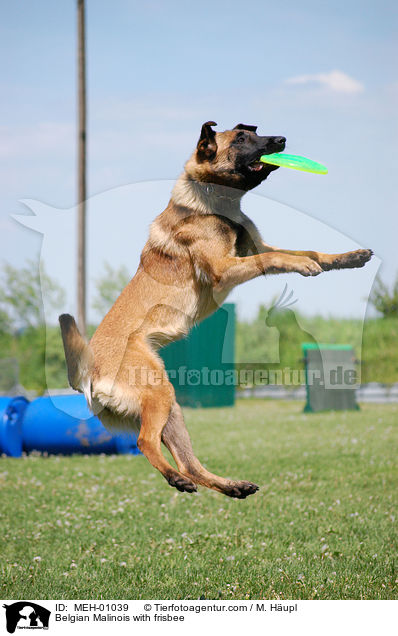 Belgian Malinois with frisbee / MEH-01039