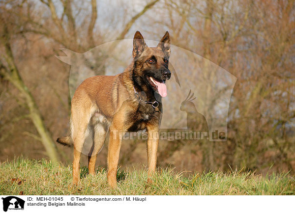 stehender Malinois / standing Belgian Malinois / MEH-01045