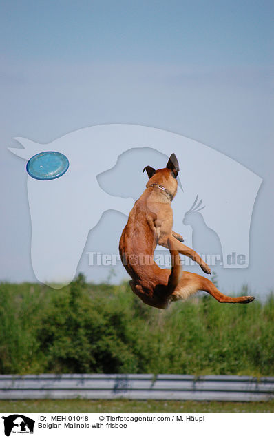 Belgian Malinois with frisbee / MEH-01048