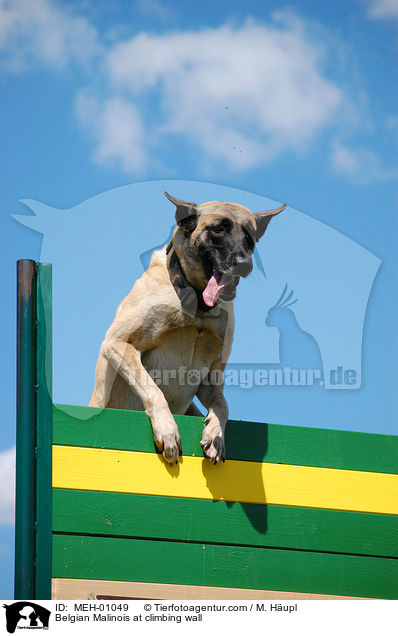 Malinois an der Kletterwand / Belgian Malinois at climbing wall / MEH-01049