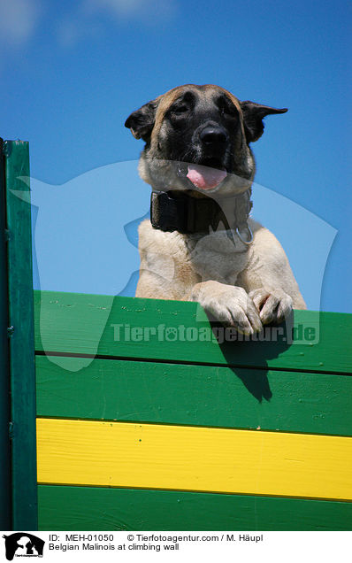 Malinois an der Kletterwand / Belgian Malinois at climbing wall / MEH-01050