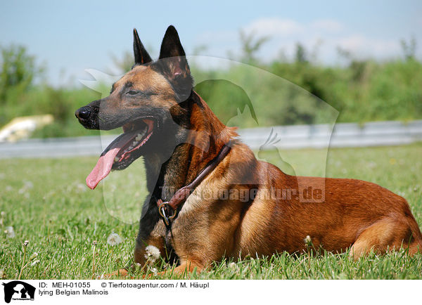 liegender Malinois / lying Belgian Malinois / MEH-01055