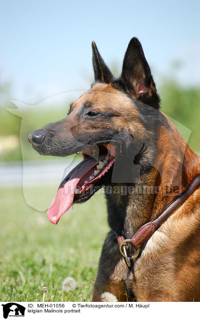 Malinois Portrait / lelgian Malinois portrait / MEH-01056