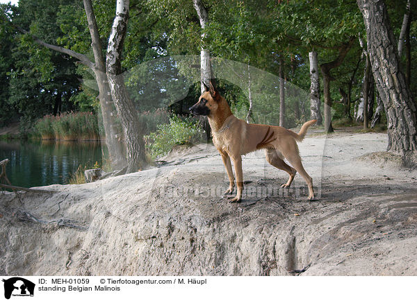 stehender Malinois / standing Belgian Malinois / MEH-01059