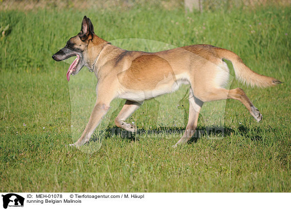 running Belgian Malinois / MEH-01078