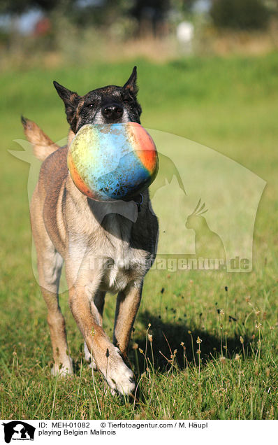 spielender Malinois / playing Belgian Malinois / MEH-01082