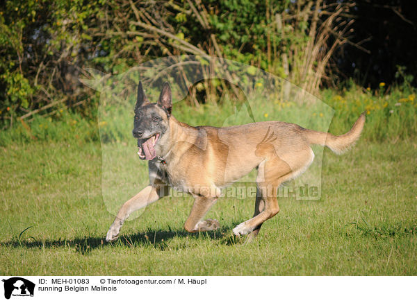 rennender Malinois / running Belgian Malinois / MEH-01083
