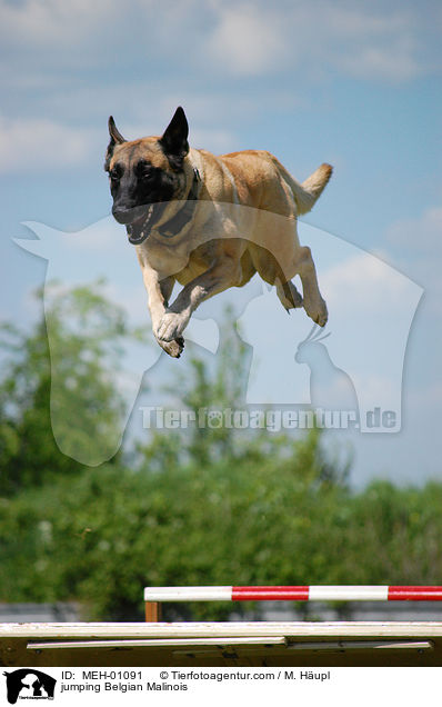 springender Malinois / jumping Belgian Malinois / MEH-01091