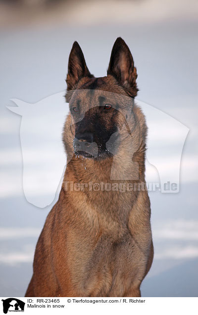 Malinois im Schnee / Malinois in snow / RR-23465